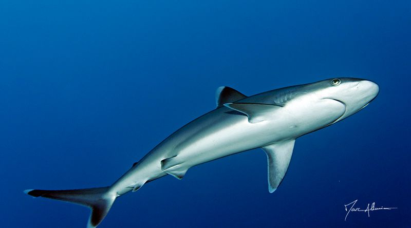 requin pointe blanche4.jpg
