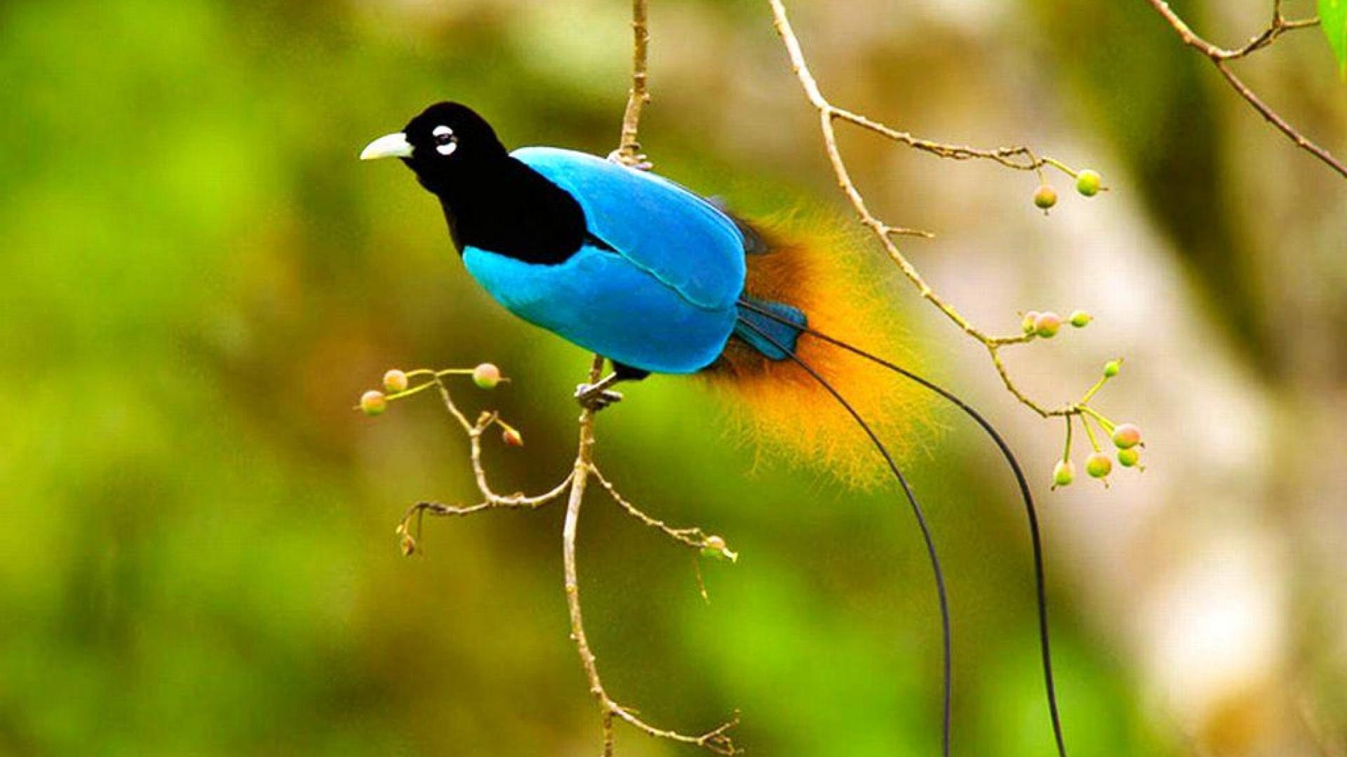 Blue Bird-of-Paradise.jpg