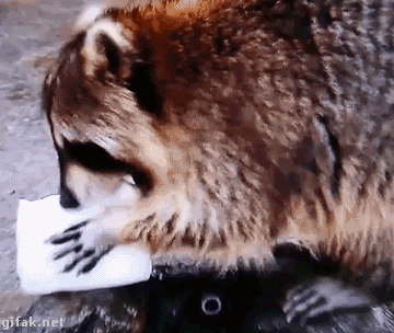 sugarcube.gif