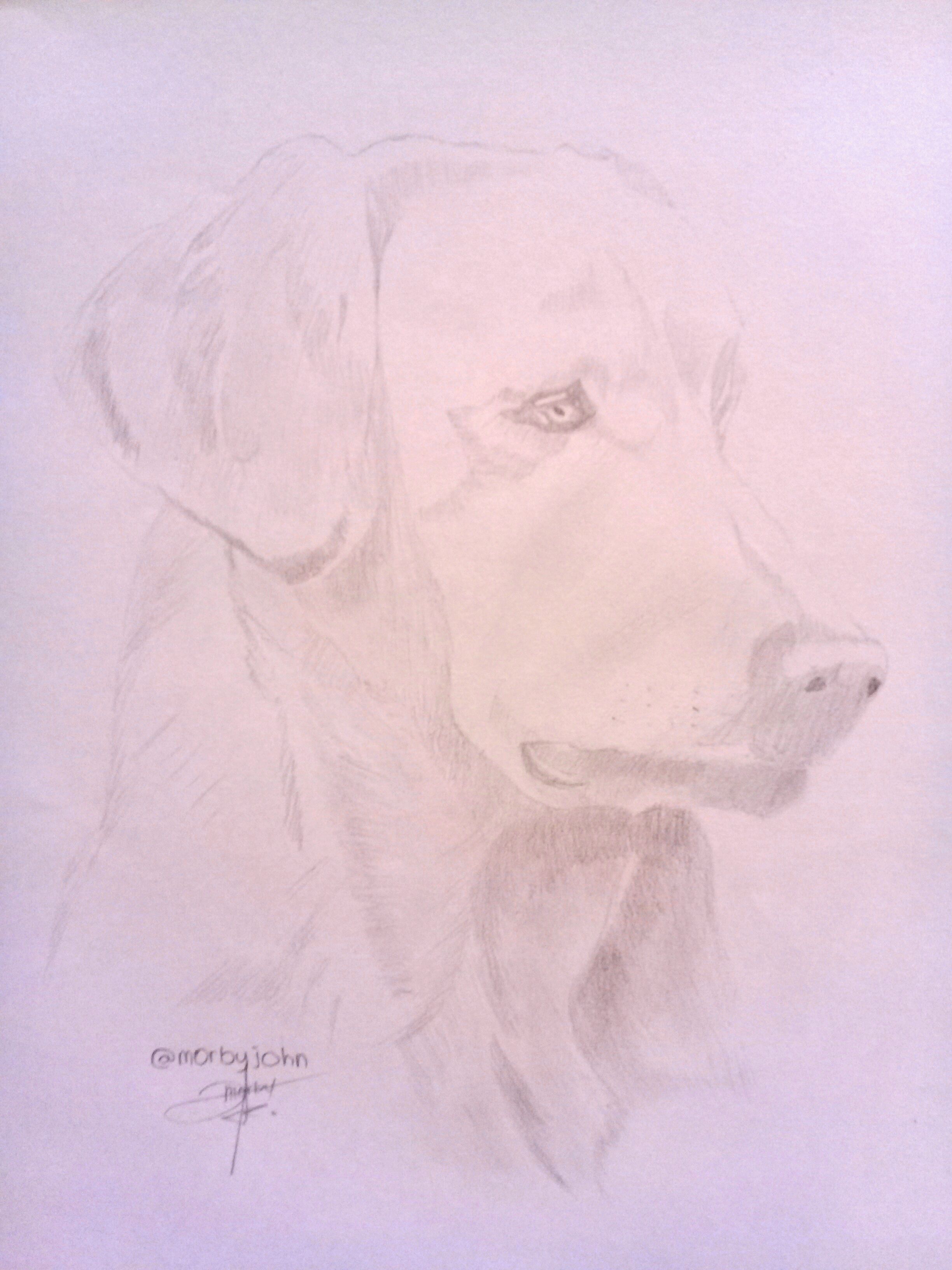 My art of the week, my favorite animal DOG #animals — Steemit