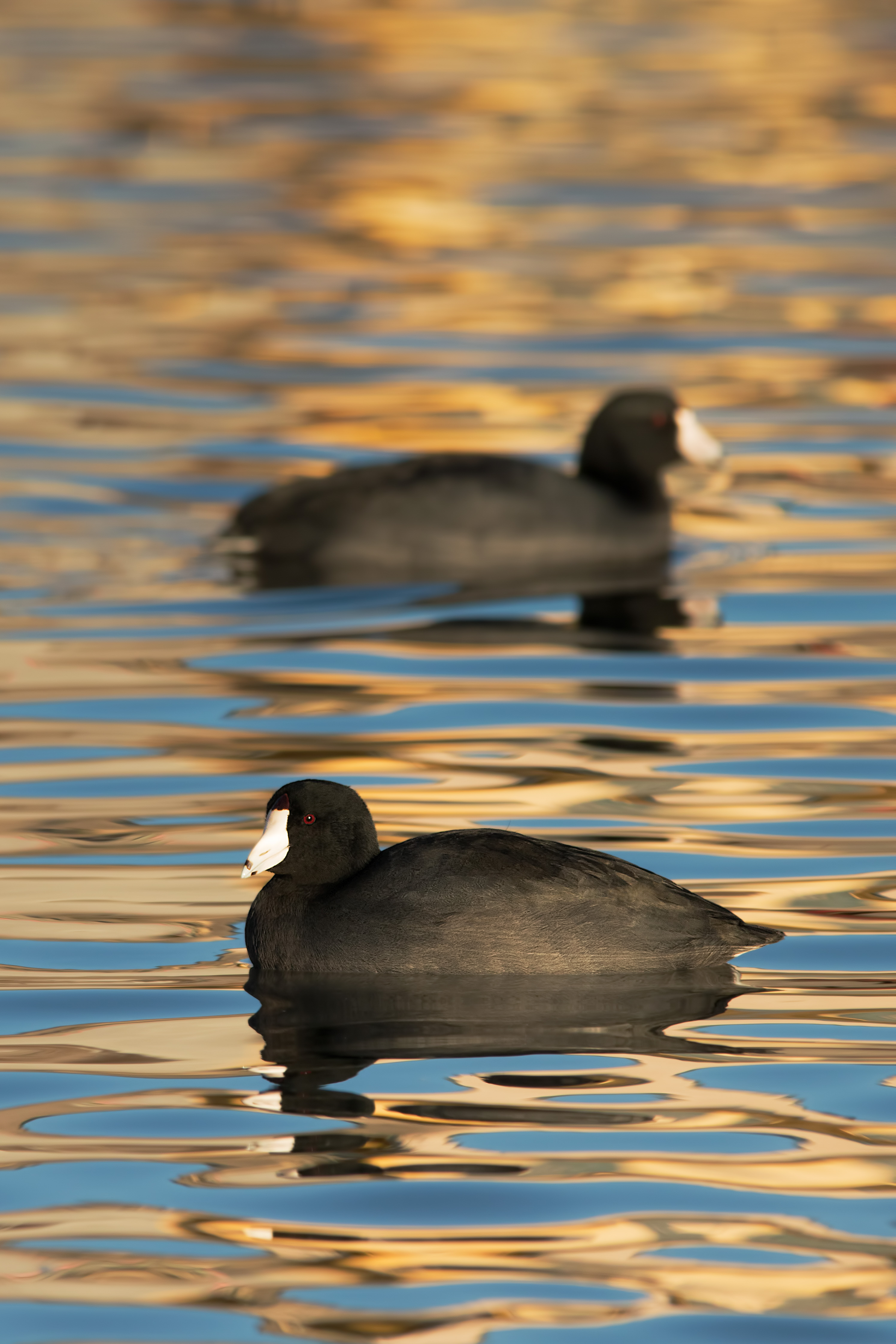 Coots on a pond.jpg