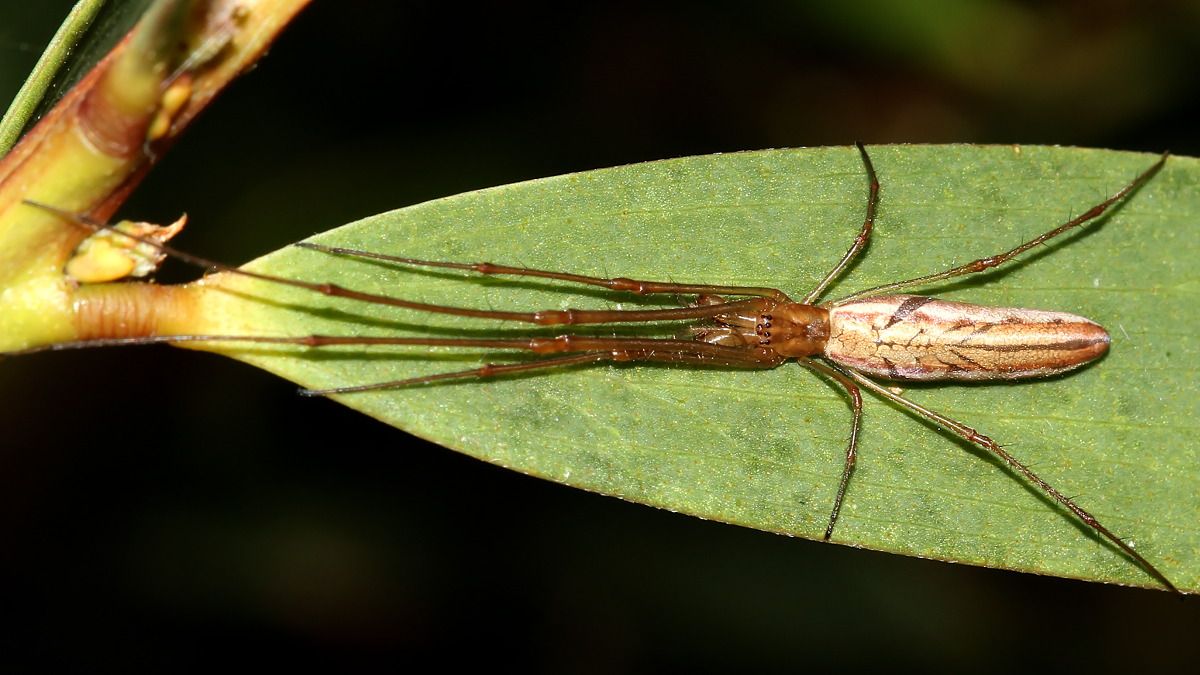 Arachnida Araneae Tetragnathidae Tetragnatha valida n1 Long-jawed spider Narawntapu 2017-11-01.jpg