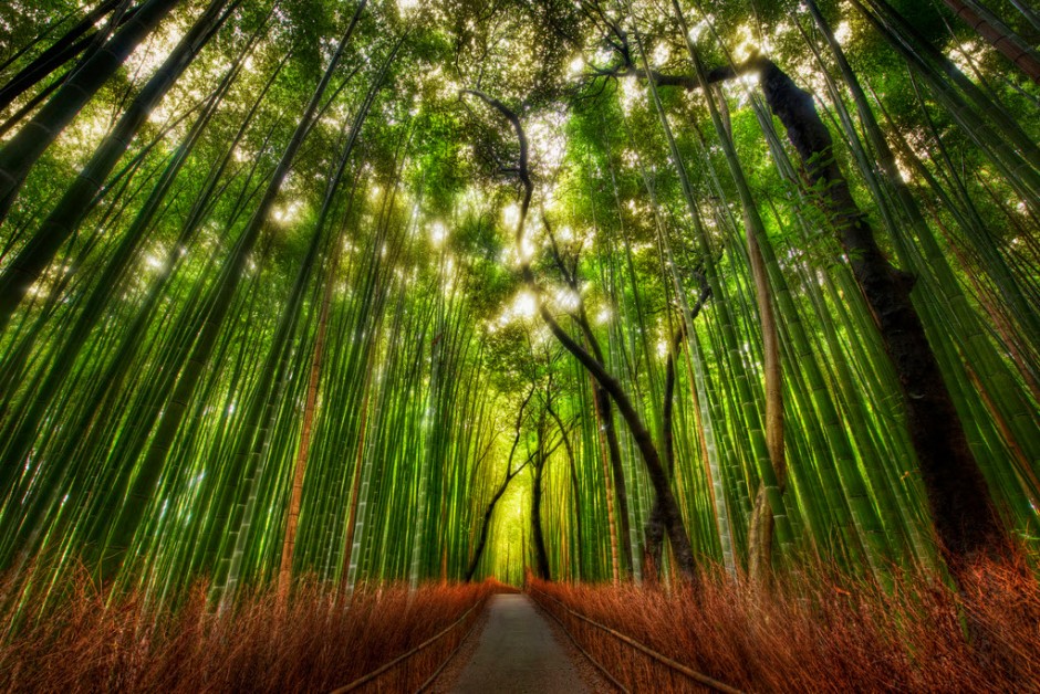 sagano-bamboo-forest-940x628.jpg
