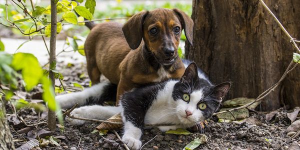 Cat-Is-Friends-with-Dogs.jpg