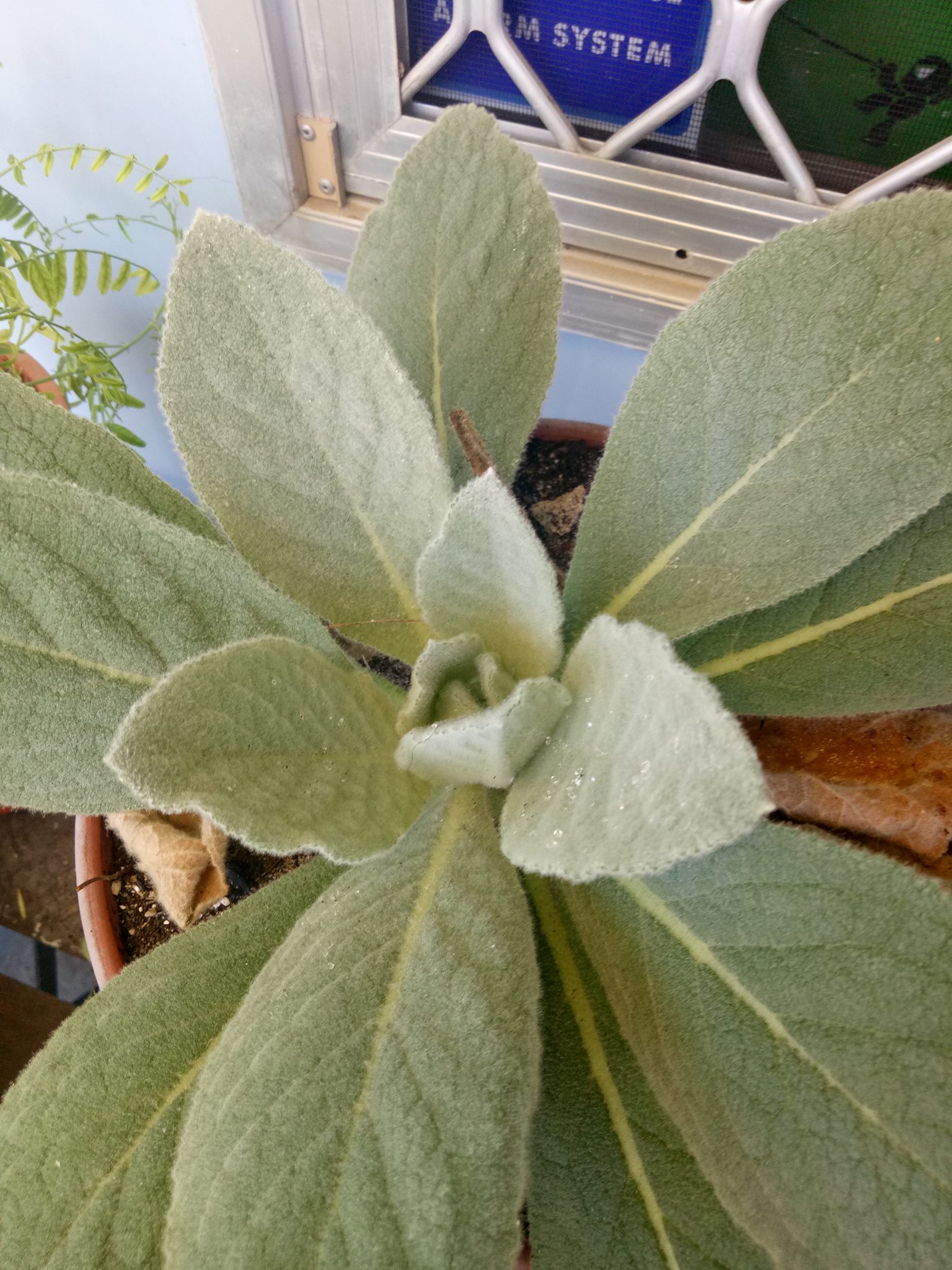 verbascum thapsus:Mullein.jpg