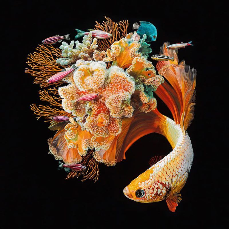 surreal-fish-art-lisa-ericson-5-58590102534e2__880.jpg