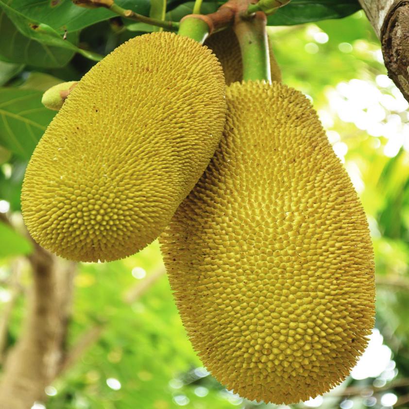 Sweet_Jackfruit_842x.jpg