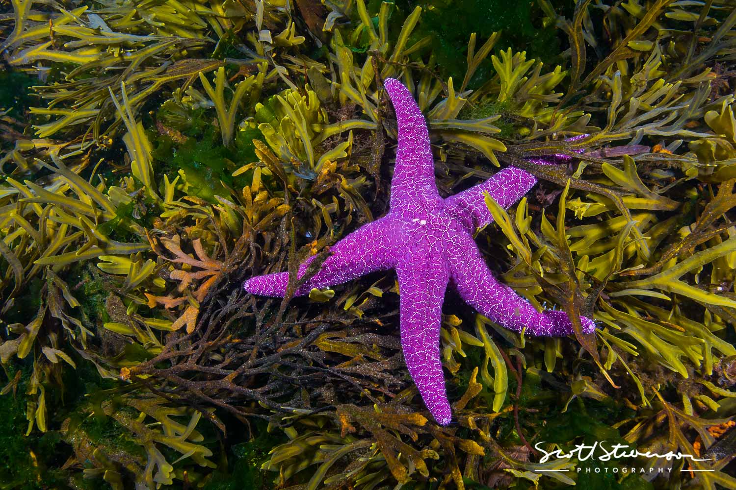 Purple Seastar-1.jpg