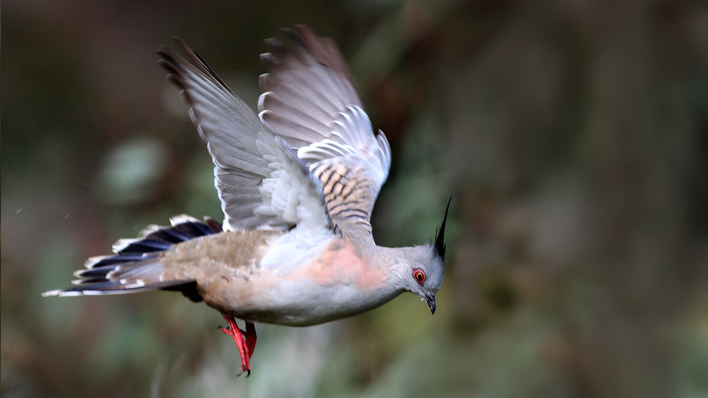 Crested Pigeon Rutherglen  2017-08-03.jpg