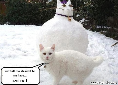 funny-snow-cat-am-fat-be-straight-snowcat.jpg