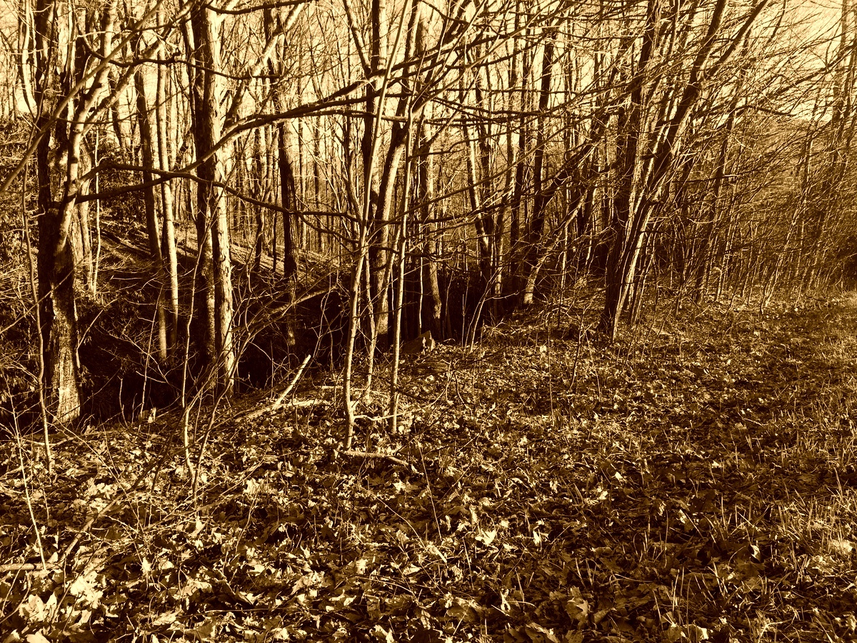 sepia-spindly-forest.jpg