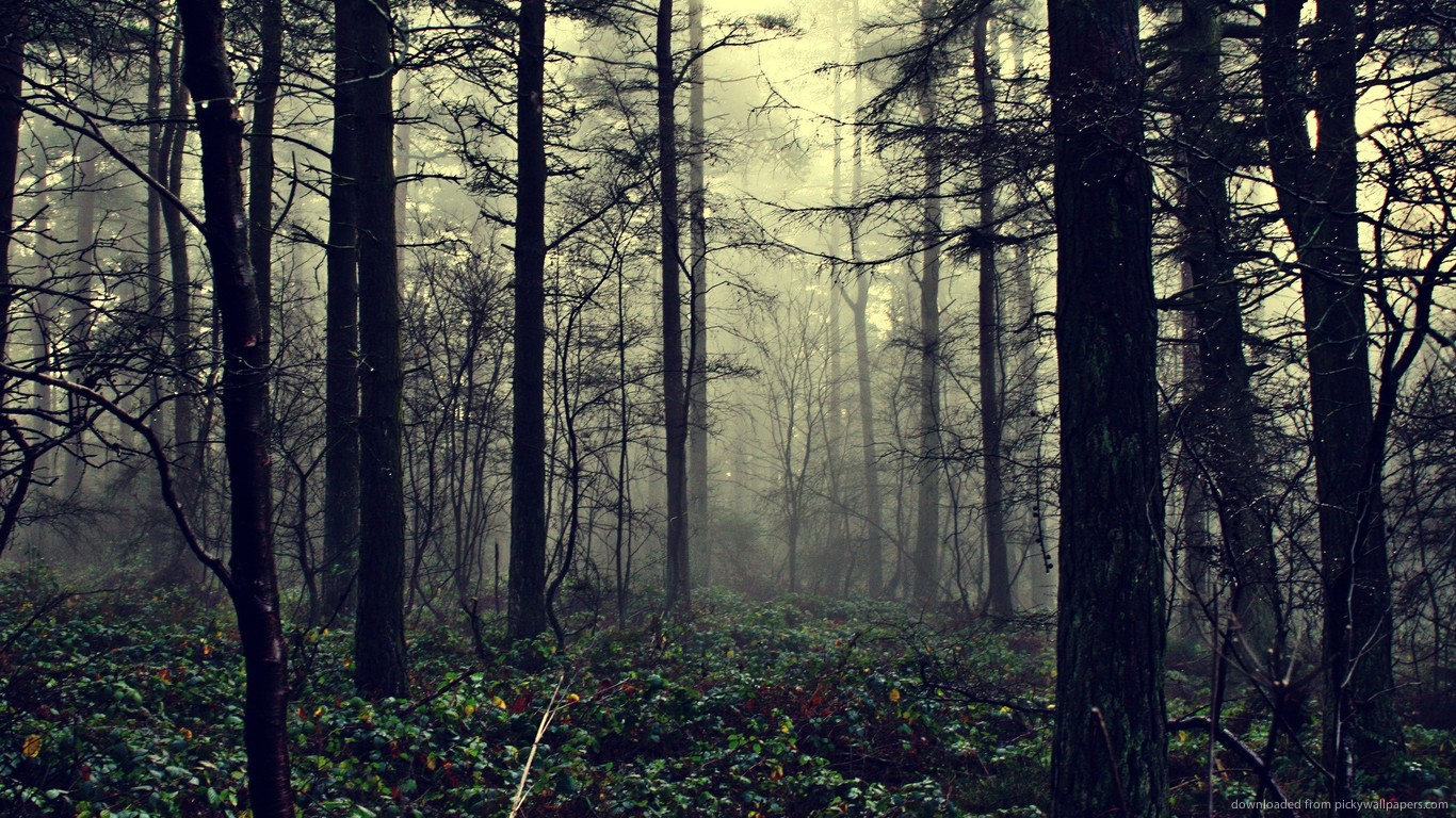 foggy-forest.jpg