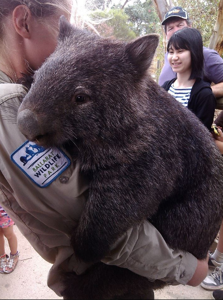 wombat.PNG