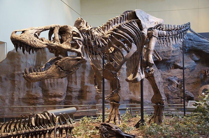 800px-Tyrannosaurus_Rex_Holotype.jpg