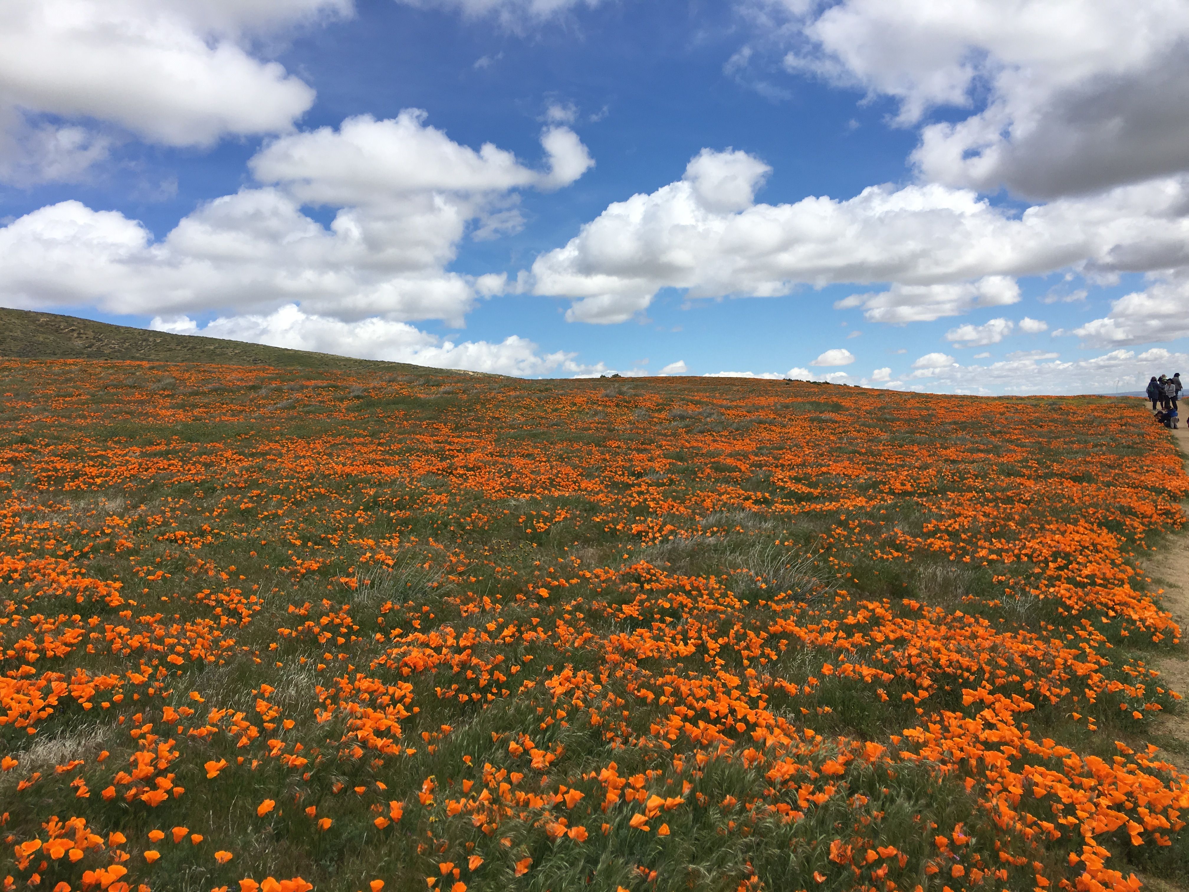 E8B81501-5F25-4C71-A94C-E08DF2FF3658.jpeg