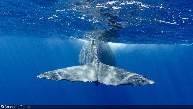 1424448615.jpgwhale surface.jpg