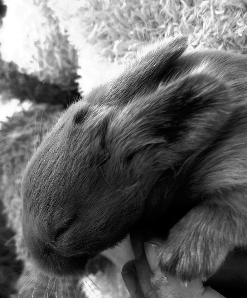 a-little-bluer-BnW-challenge-bunny.jpg