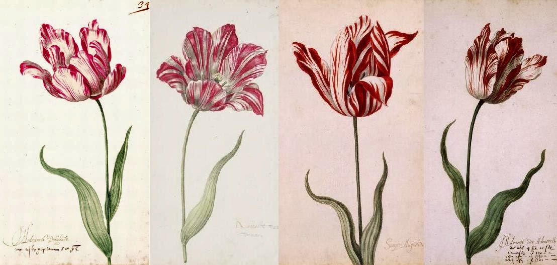 tulip old.jpg