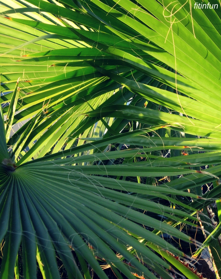 California Palm Leaves color challenge Thursday green photography fitinfun.jpg