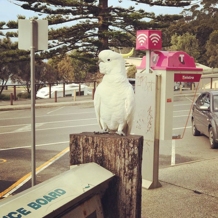 cockatoo.jpg