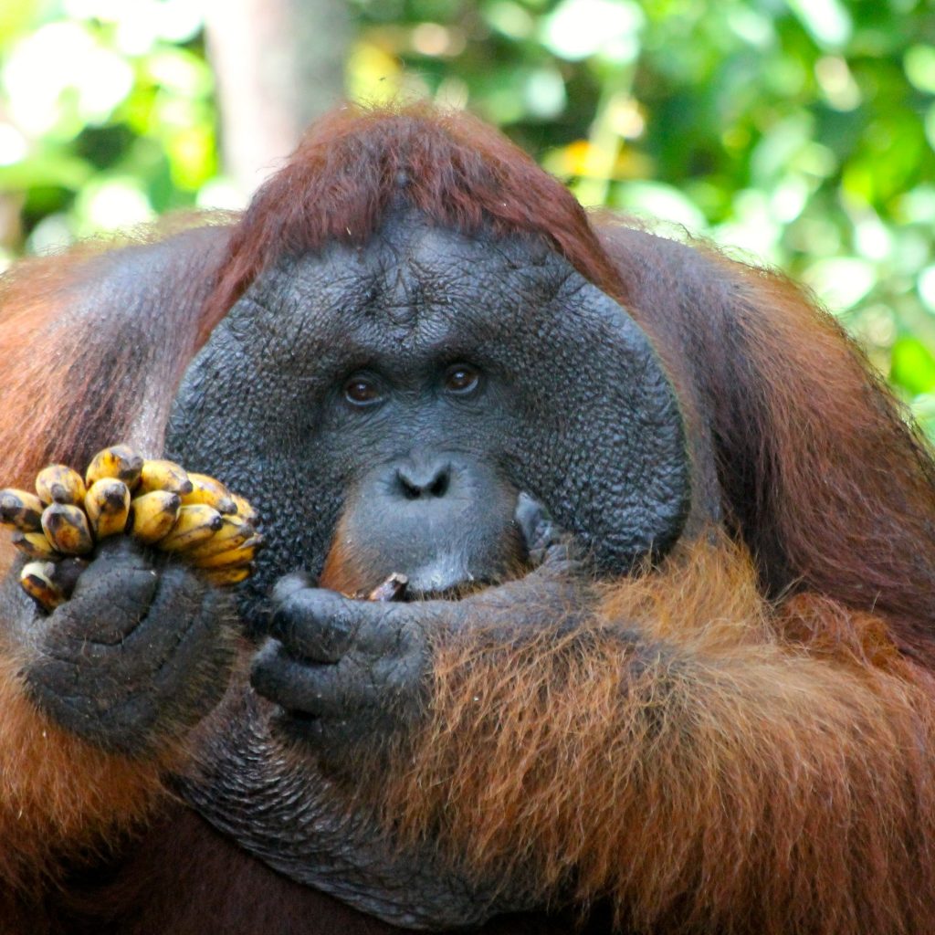 Orangutan-Tanjung-Puting-National-Park-1024x1024.jpg