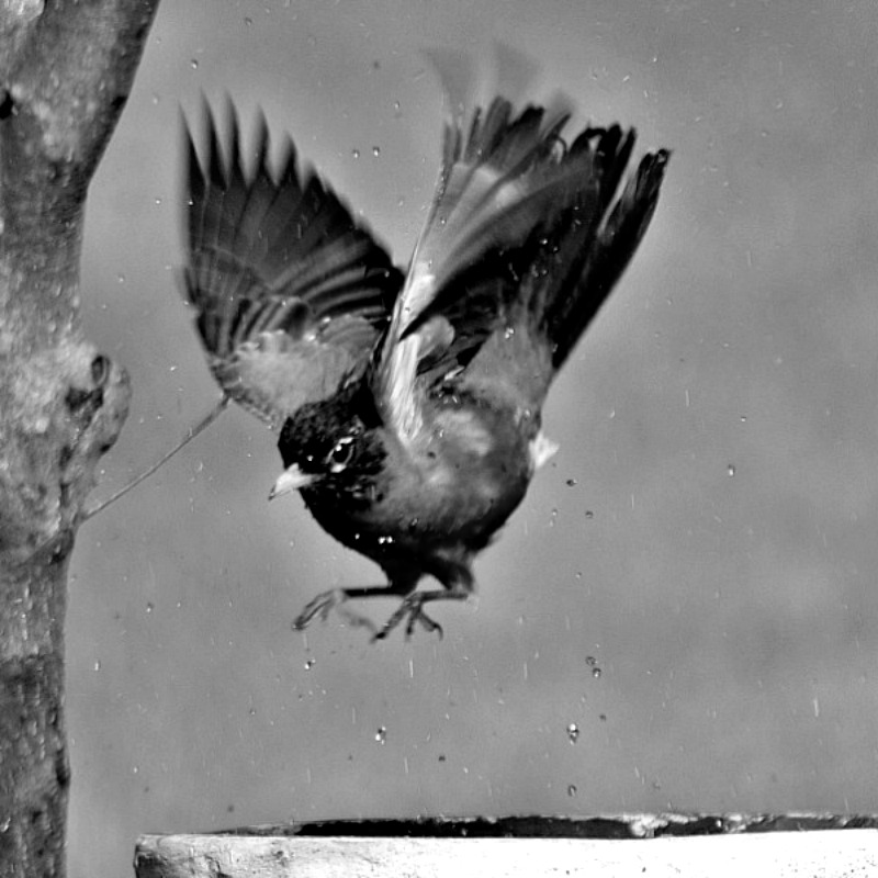 bird-robin(2).jpg