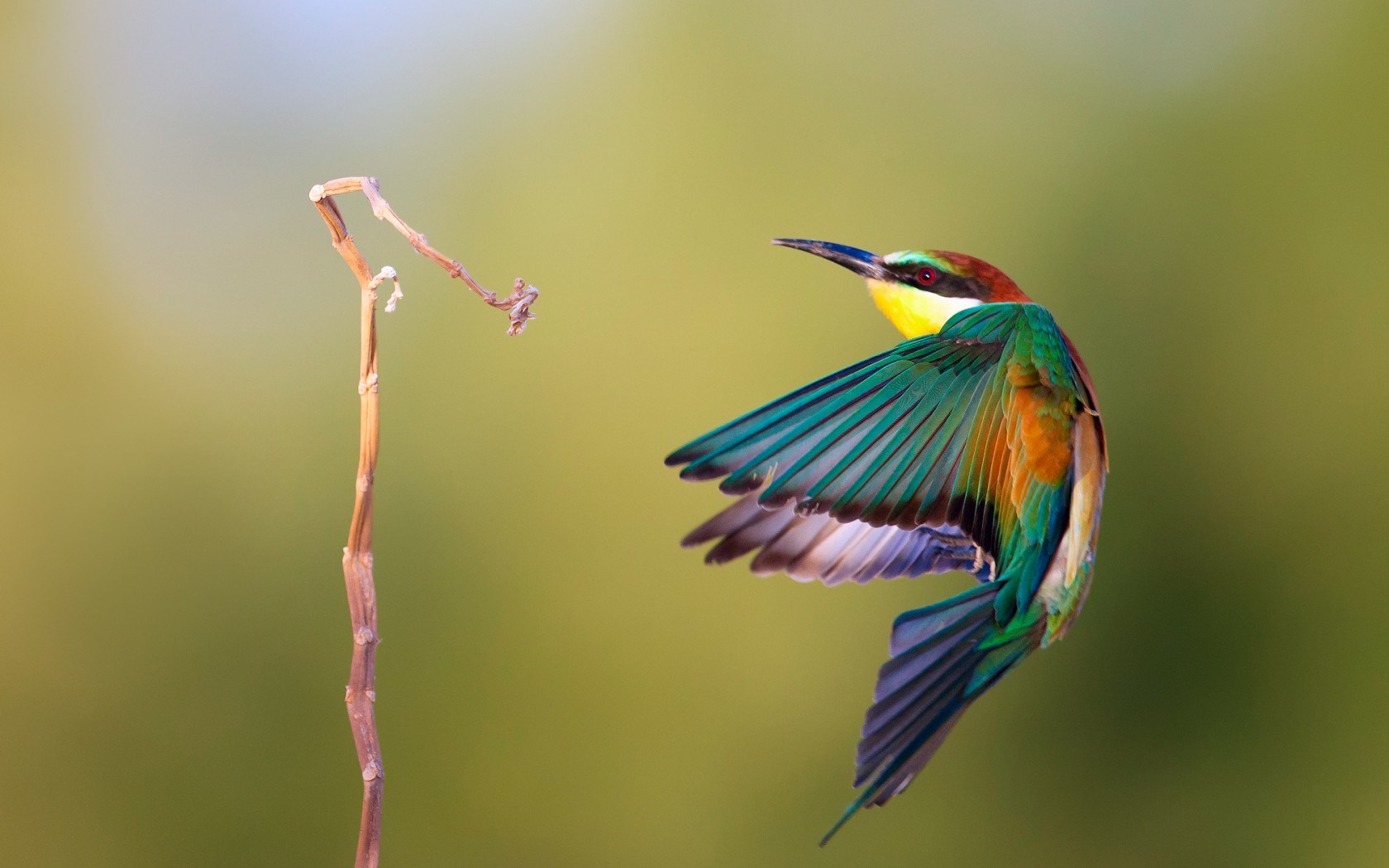 Amazing Bird nature — Steemit