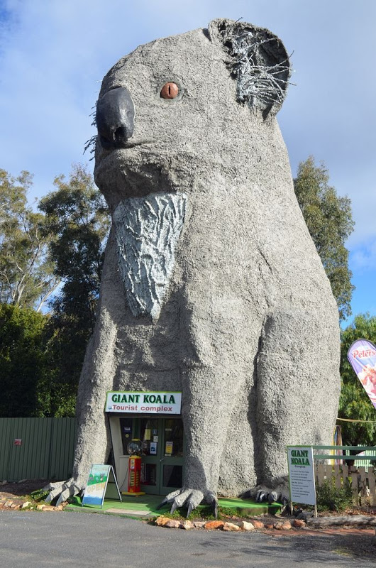 big koala.jpg