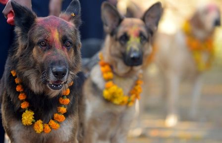 Dog-Tihar.jpg