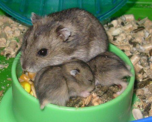 1266614233_74515992_1-compro-hamster-ruso-maipu-1266614233.jpg