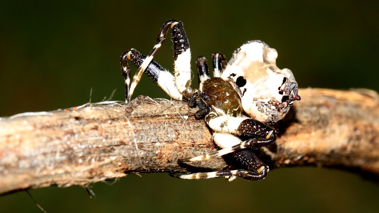 Araneidae -Celaenia-excavata-Bird_Dropping_Spider-BY 1.jpg