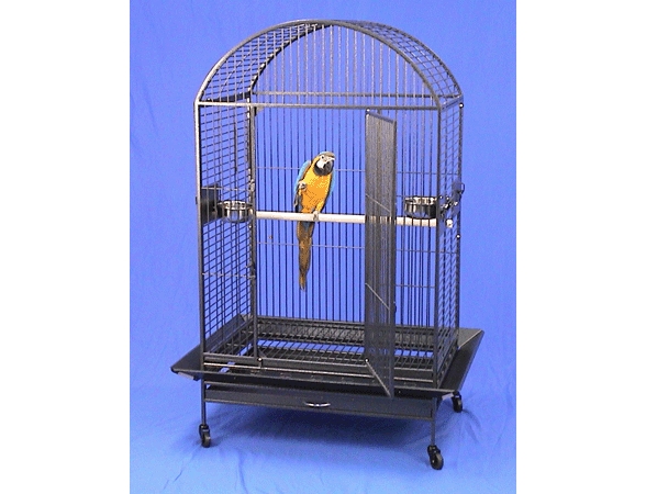 BG in cage Lg Canvas.jpg