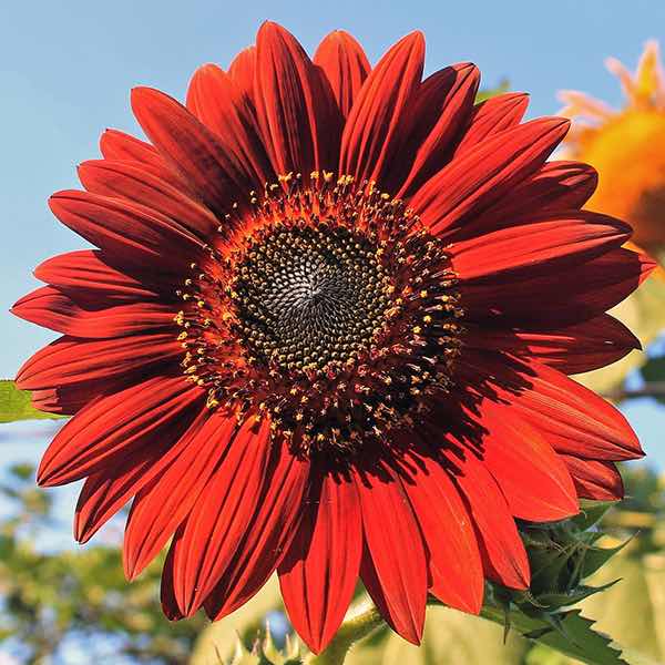 sunflower-velvet-queen.jpg