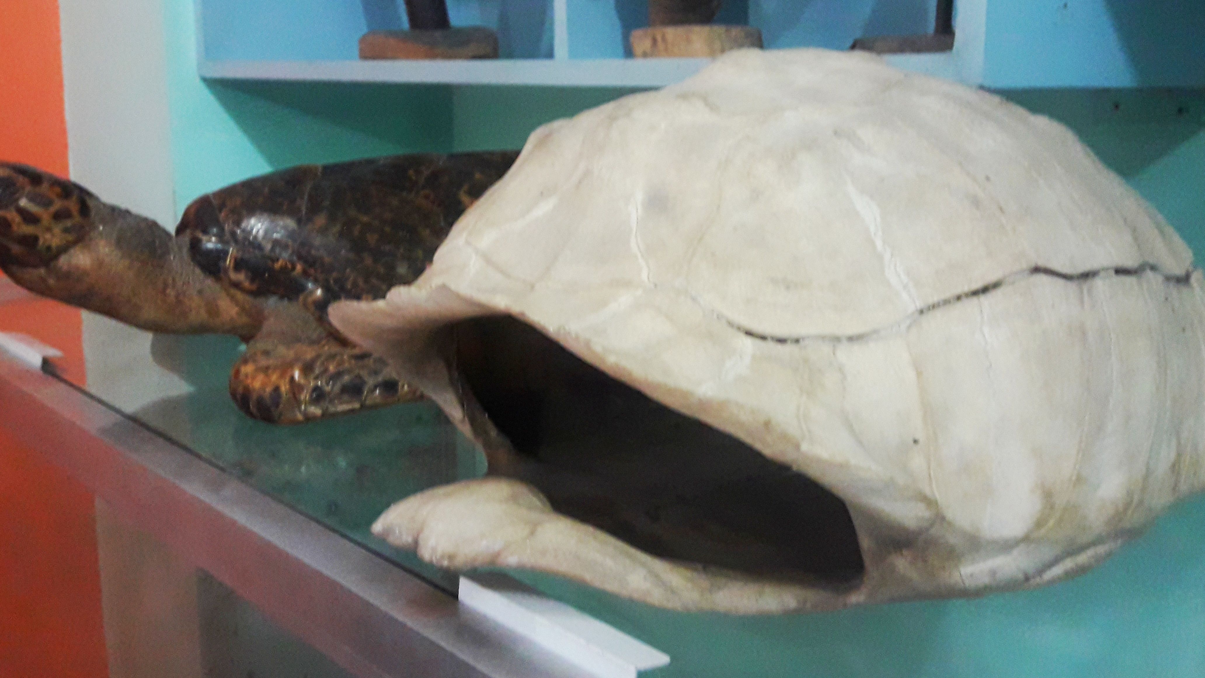 turtle shell.jpeg