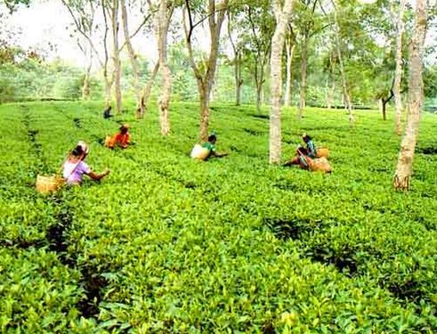 Tea Gardens In Bangladesh Steemit