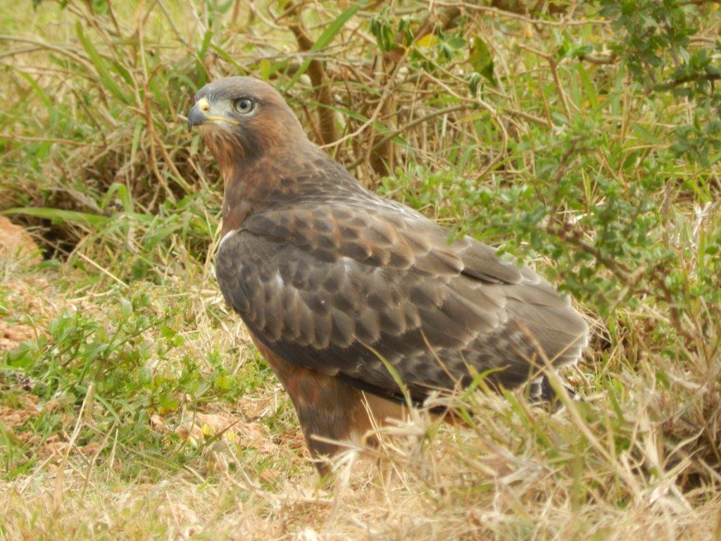 Juvenile Jackal Buzzard.jpg