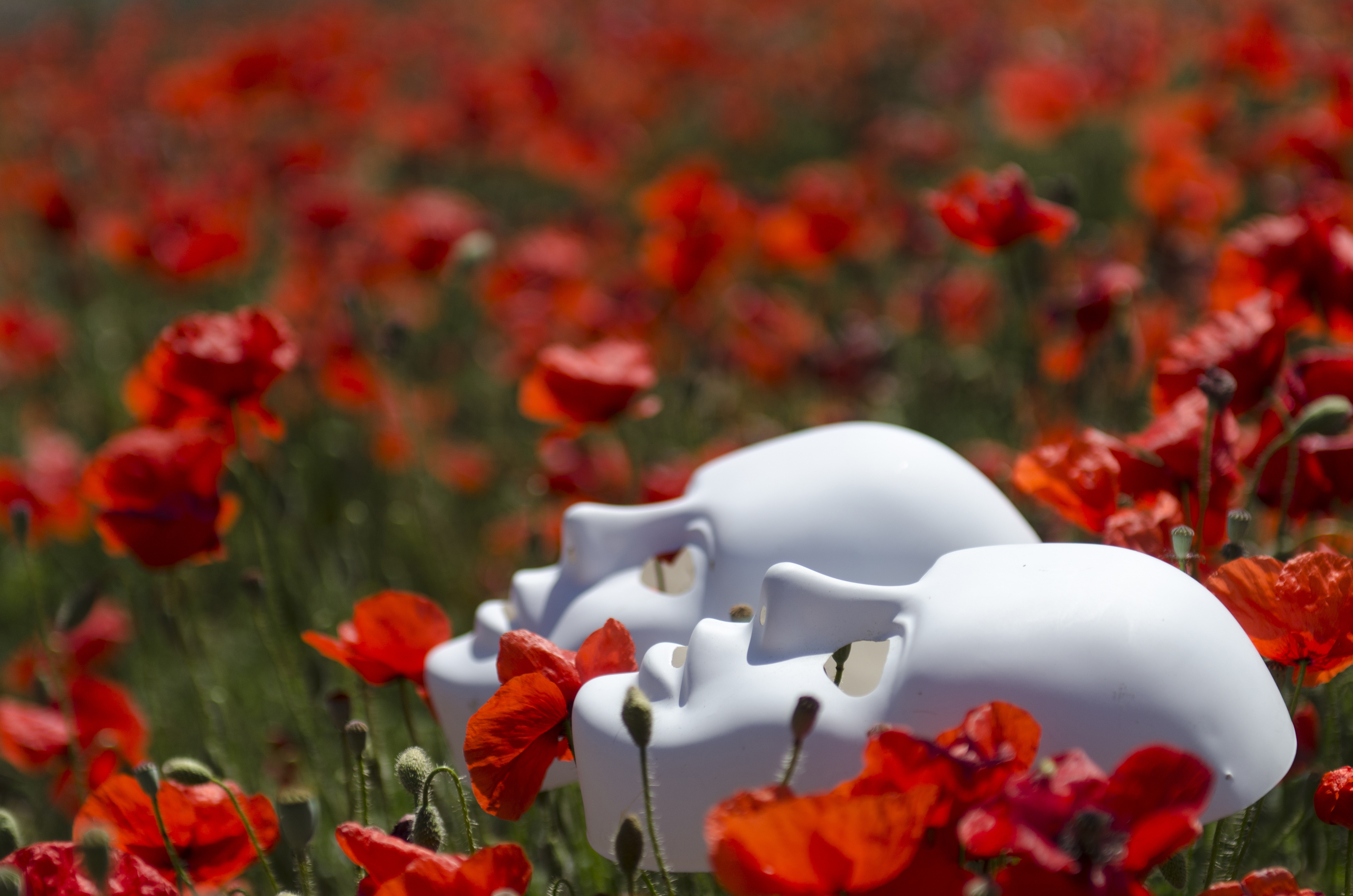 mask-poppies-field-red.jpg