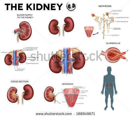 stock-vector-the-kidney-big-colorful-poster-detailed-diagram-188949671.jpg