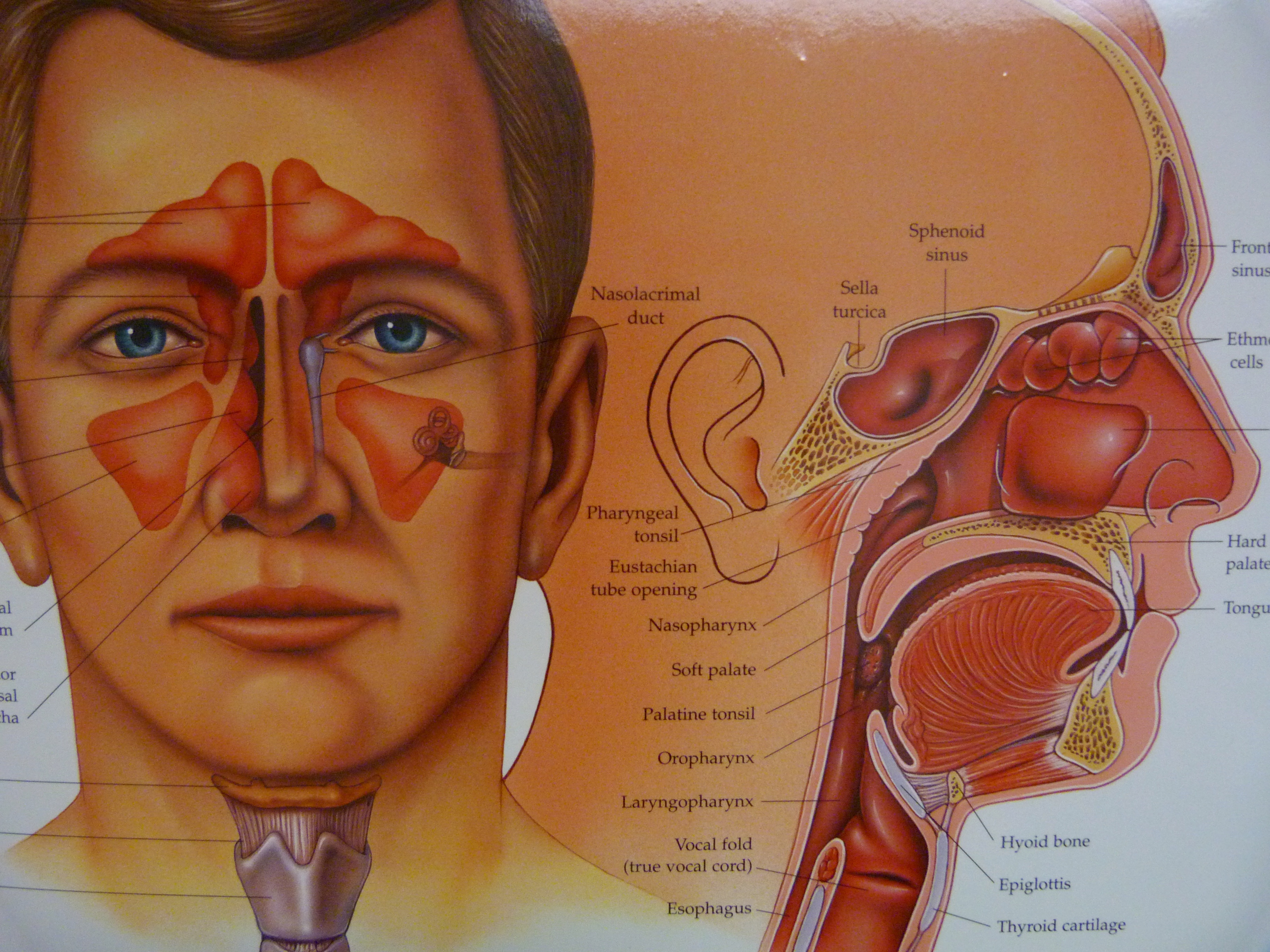 ЛОР органы анатомия в картинках