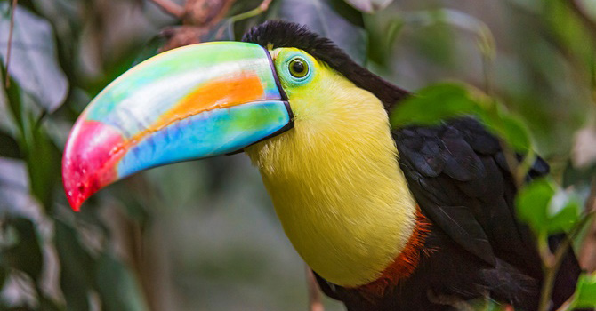 toucan.jpg