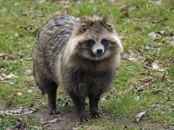 RaccoonDog_Shutterstock-685x513.jpg