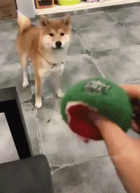 74766_812697_346590.jpg.gif