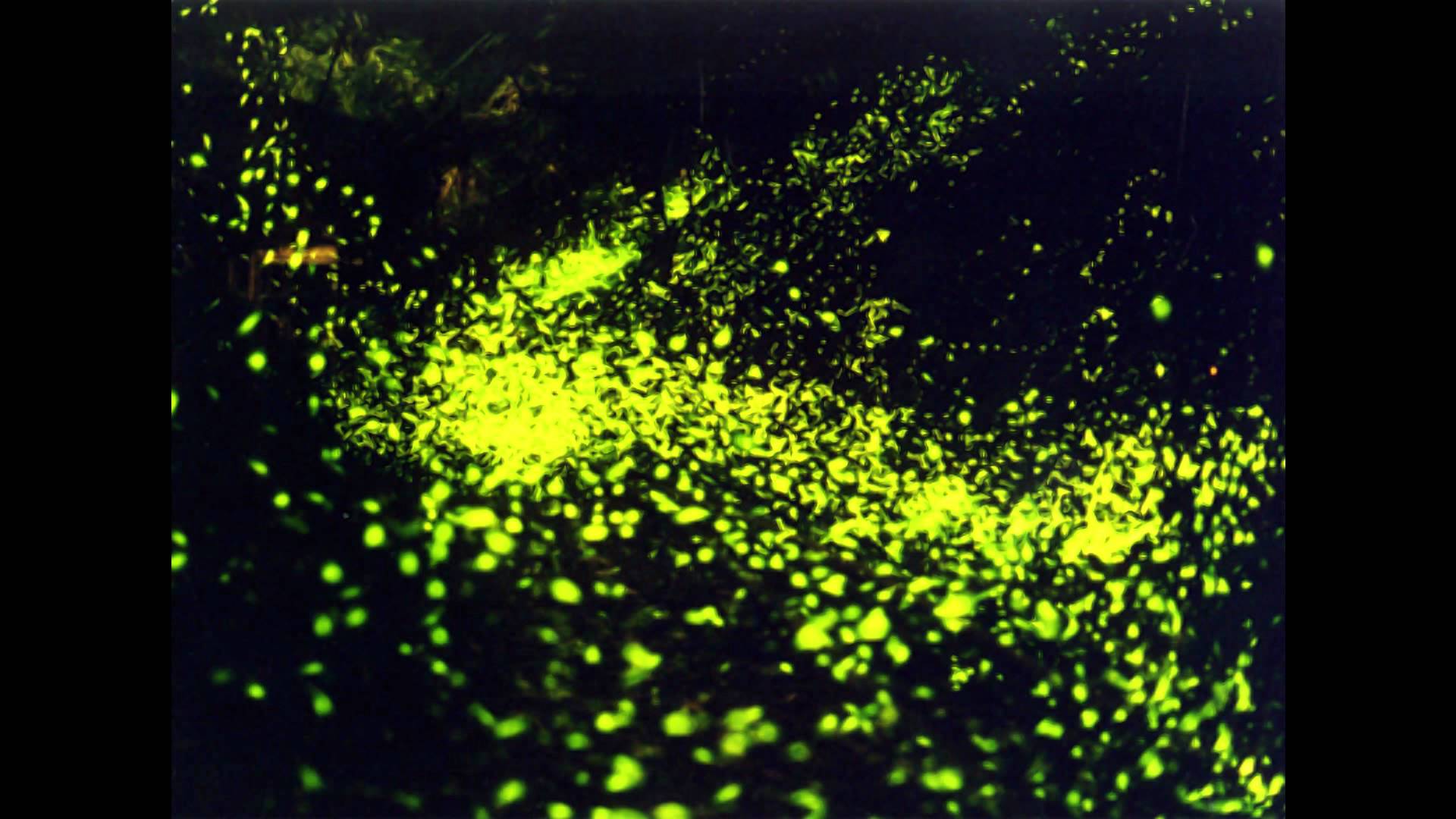 《飞鸟与夏花》每天一首自译飞鸟集（48/325） - Translate a poem form Stray Birds everyday