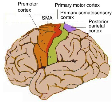 Human_motor_cortex.jpg