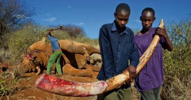 20205_kenyan-ivory-poaching-620_5_600x315.jpg