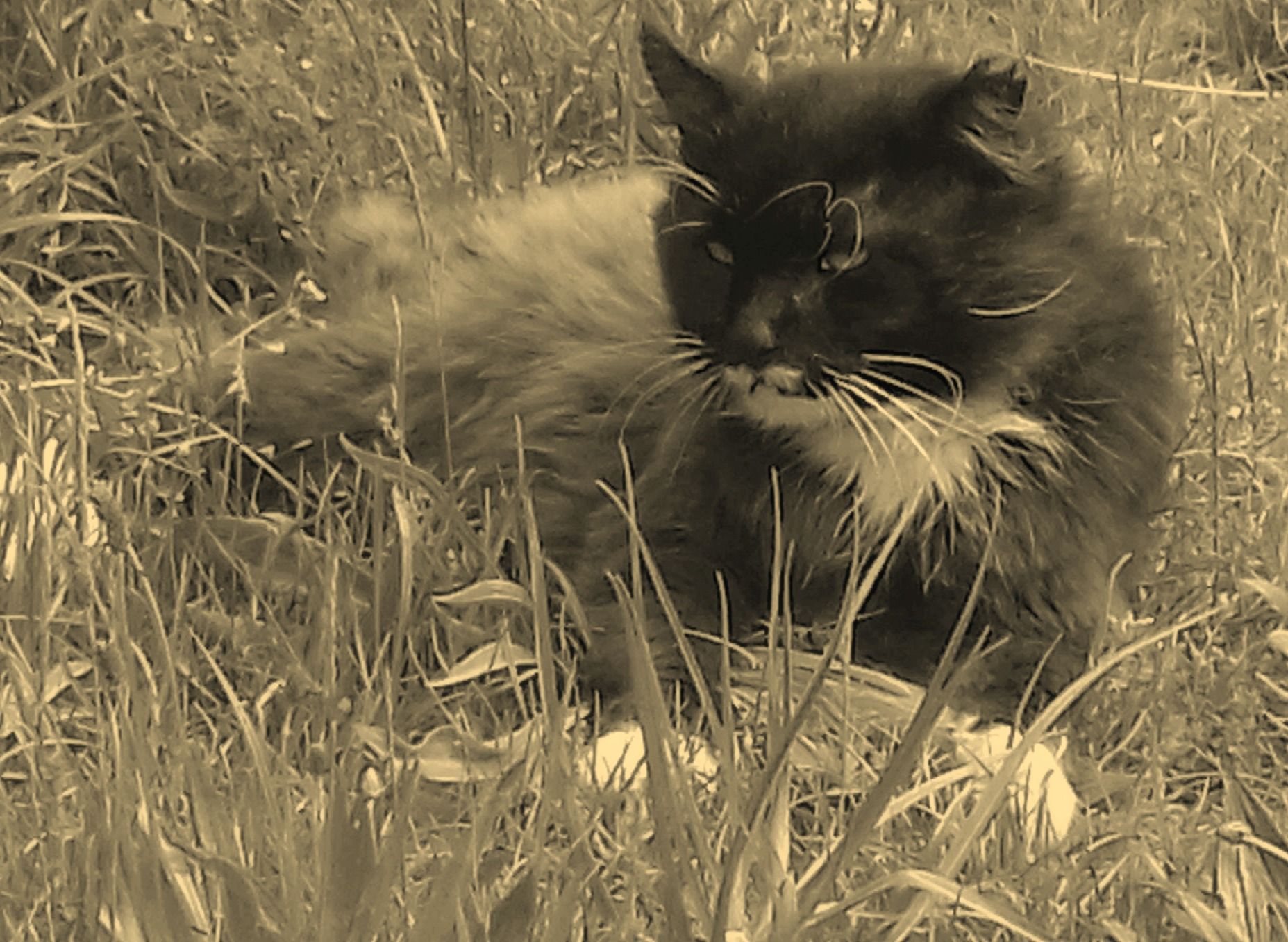 сердитый кот.jpg