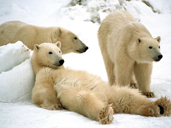 canada-churchill-polar-bears_71100_600x450.jpg