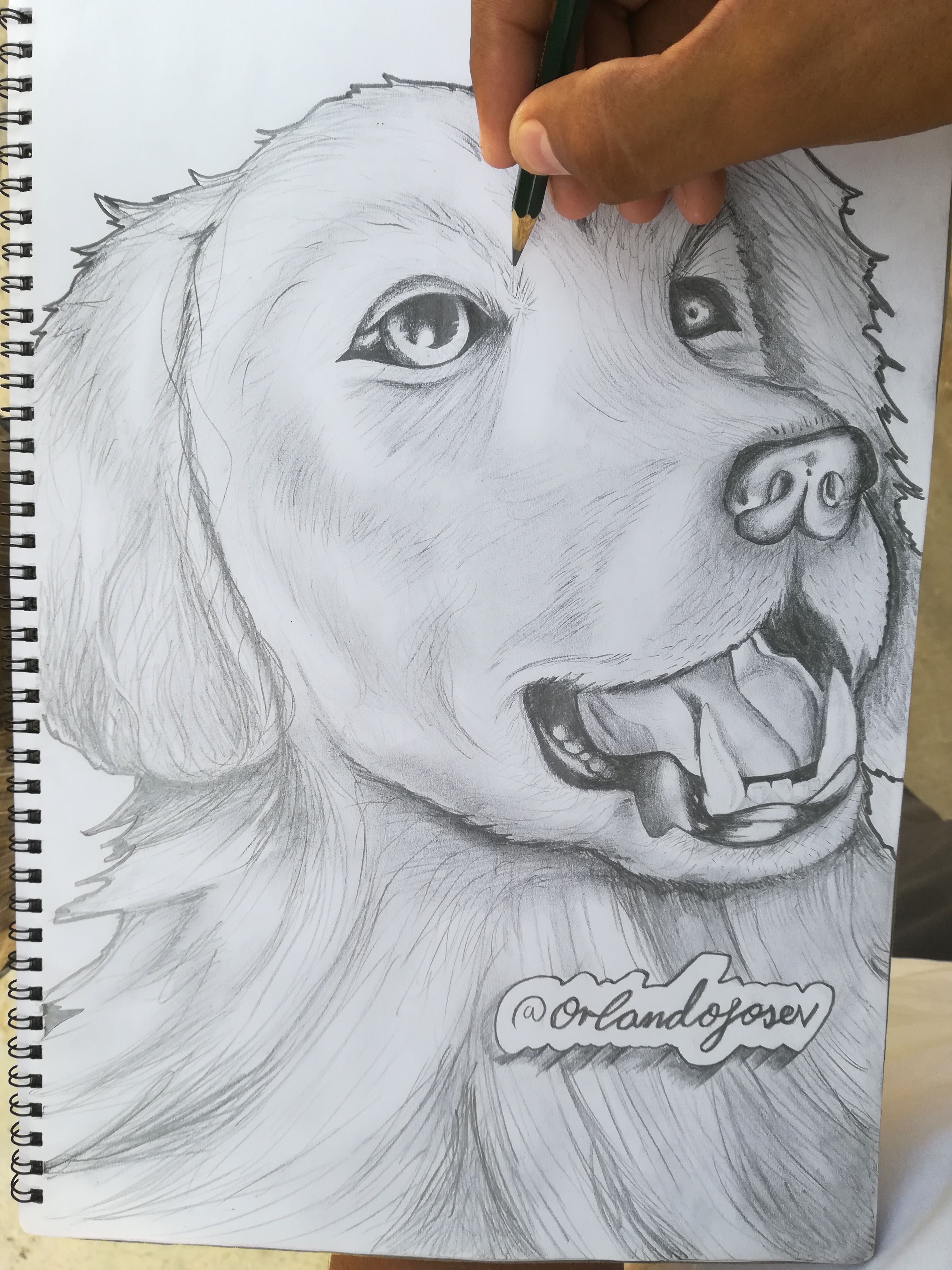 Drawing a Golden Retriever Dog. Beginner Coloured Pencil Tutorial  #petportrait - YouTube