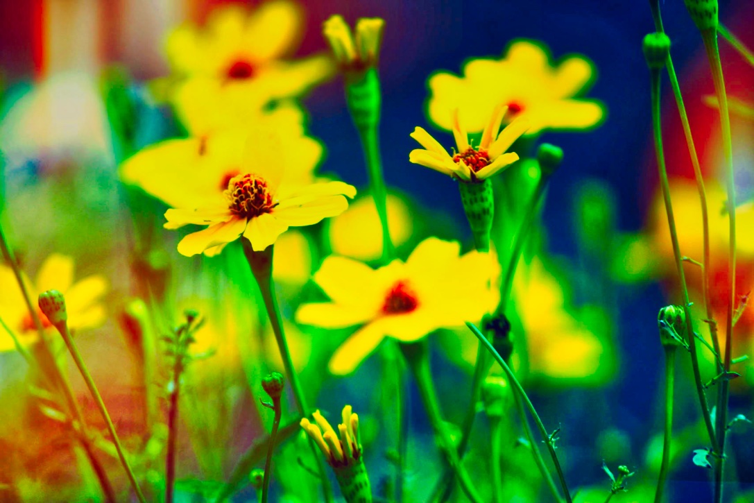 yellow-flowers.jpeg
