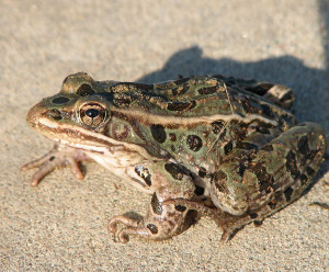 Small-Leopard Frog.jpg